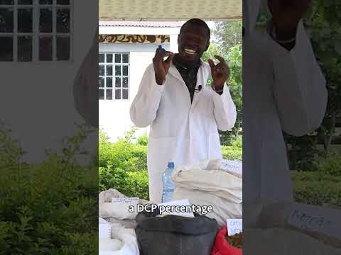 Broiler Chicken Farming broilerchicken poultryfarming chicken poultrymanagement