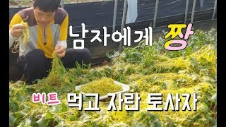 남자 정력이 좋다는 실새삼 토사자가 비트 먹고 자랐다 효능은 ?#herbs good for men's ene…