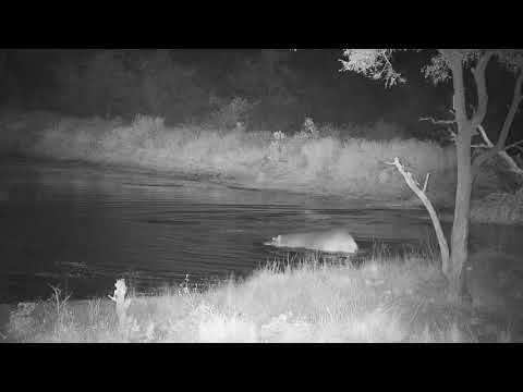 Djuma: Three Hippos arrive at the dam - 05:40 - 06/26/21