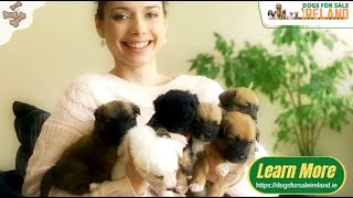 Puppies for sale online in Ireland