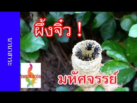 ซื้อม้าเชื้อโรคจากร้านค้าออนไลน์ ตำแยรักษาความอ่อนแอ
