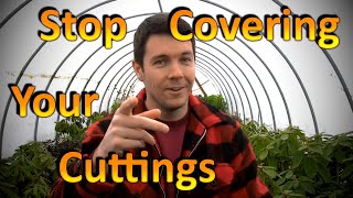 Stop Covering Your Hardwood Rooted Cuttings with a Propagation Frame for Higher Rooting Success