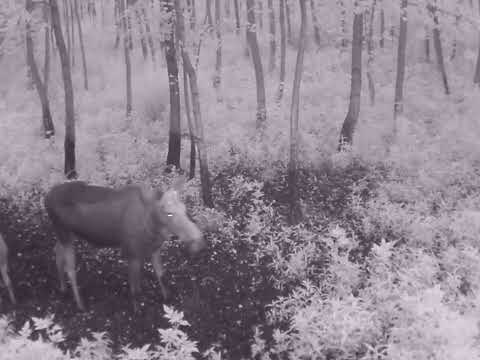 Klempa z Łoszakiem ! #moose #animals #wildlife