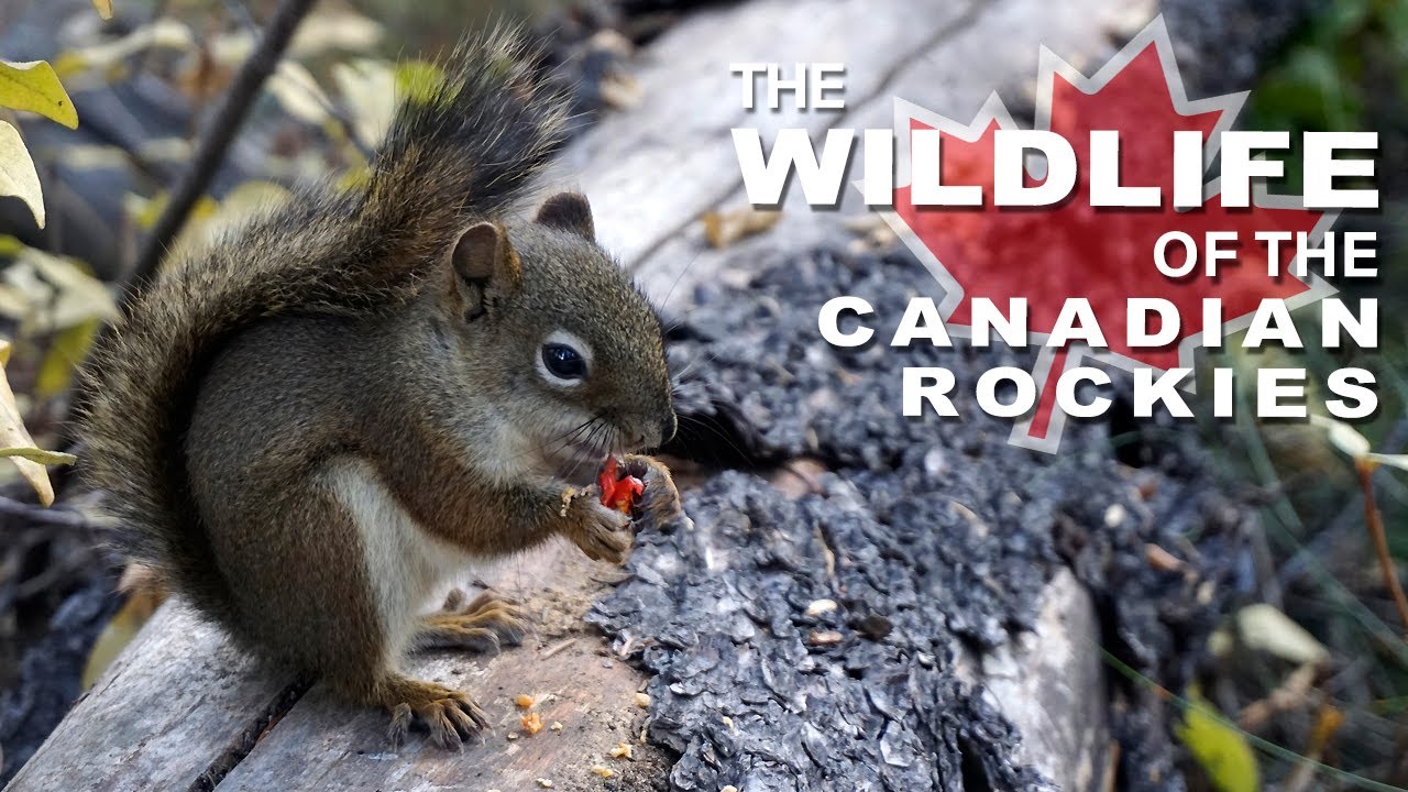 Wildlife Spotting in the Rockies