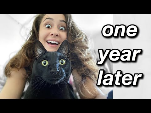 IS IT WORTH IT?: Tried the one fast cat wheel for a full year