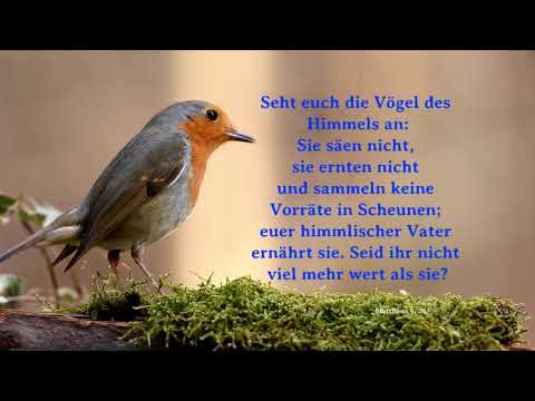 06   Seht euch die Vögel des Himmels an     Seid ihr nicht viel mehr wert als sie # Matthäus 6,26