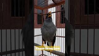 Download lagu Kicauan Jalak Kebo Mata Putih mp3