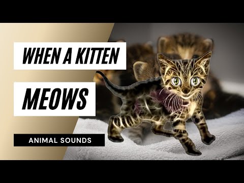 When A Pig  Sounds - pig sound ouk ouk - sound of pig effect