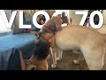 MY DOG JUST LOST HIS VIRGINITY VLOG 70