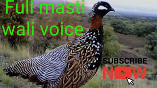 Download lagu Full masti wali voice 🥰 kaly tetar ki voice 🥰..... mp3