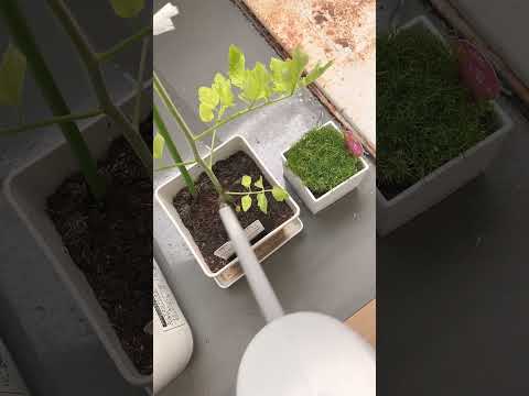 キョウチクトウの成長を促進し、健康を維持できる肥料は何ですか?  庭園