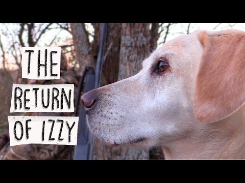 Duck Hunting: Izzy's Return