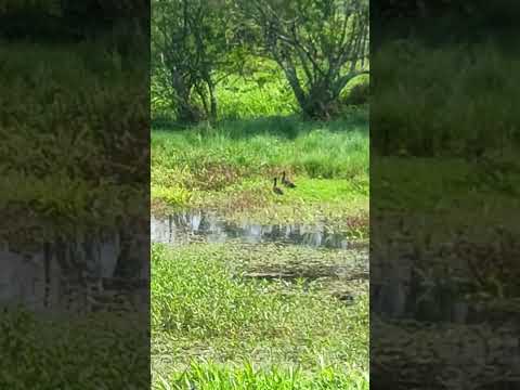 Patos selvagens aqui em Tubarão SC !🦆🦆