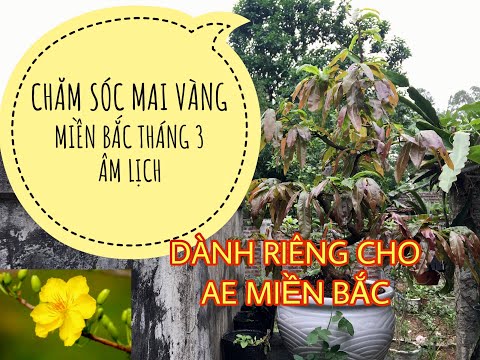 CHĂM SÓC MAI VÀNG MIỀN BẮC THÁNG 3 ÂM LỊCH