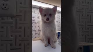 Video preview image #1 Pomsky Puppy For Sale in INDIAN HEAD, MD, USA