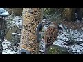A hungry male house sparrow feeding on the garden bird feeder #bird #birdvideo