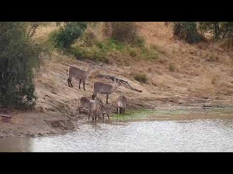 Djuma: Waterbuck females and two calves - 10:32 - 06/02/21