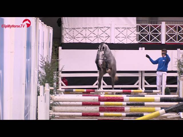 Half-brother of this Implanted Embryo is the Approved CSI 1.40 Stallion Heraldik Sitte.