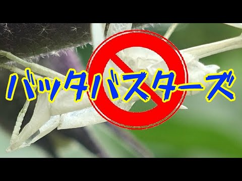 コークスクリューバッタ 植物