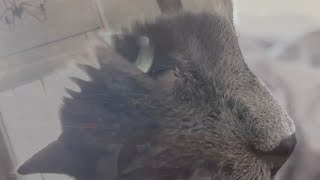 Karma Glider – Wait for You