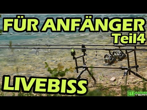 Simply explained: How to use pop-ups correctly - carp fishing in summer ☀️