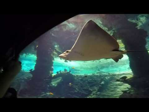 Oceanarium Afrykarium Wroclaw Poland 2019 HD 1080p \ Океанариум во Вроцлаве \ Жизнь в Польше