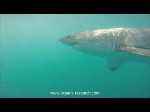Oceans Research: when white sharks meet