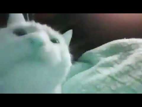 cat vibing 10 hours 🐈