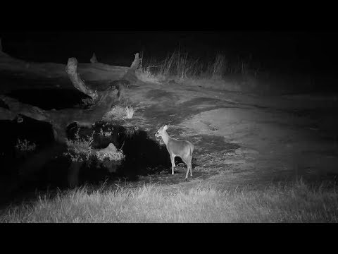 Djuma: Common Grey Duiker male - 00:26 - 06/06/19