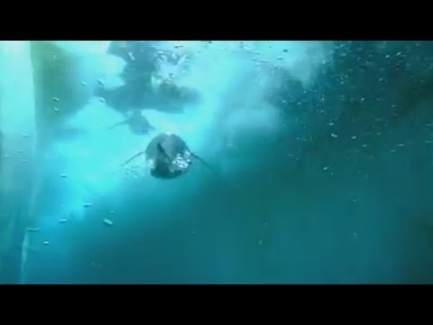 Incredible new penguin-cam captures life under the Antarctic