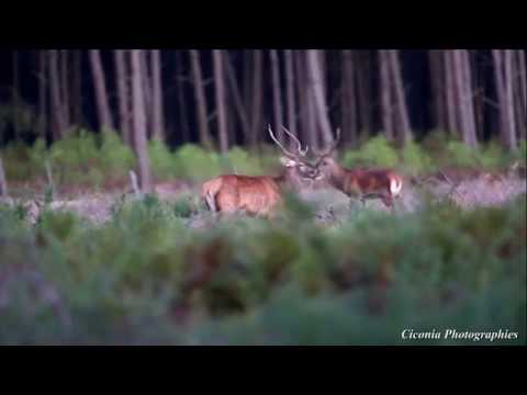 Le cerf élaphe des Landes de Gascogne l Brame 2018 (photo animalière)