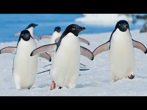 Ahhhh Moment: Adélie Penguins in Antarctica