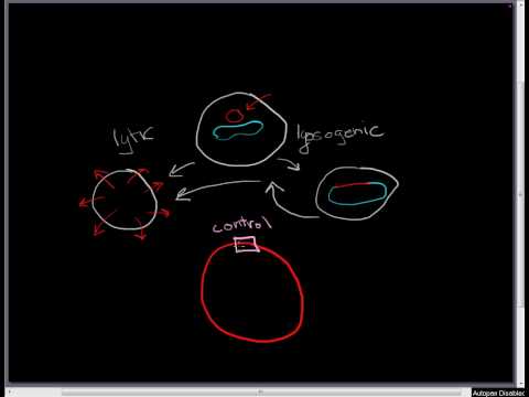 Lambda Phage part 1: the basic lifecycle