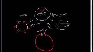 Lambda Phage part 1: the basic lifecycle