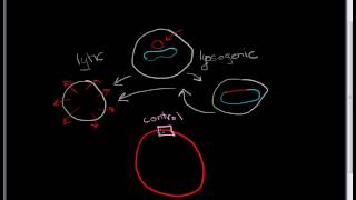 Lambda Phage part 1: the basic lifecycle