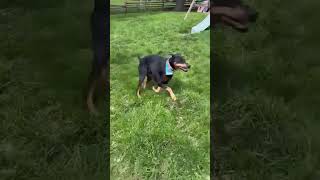 Video preview image #1 Doberman Pinscher Puppy For Sale in Aurora, OH, USA