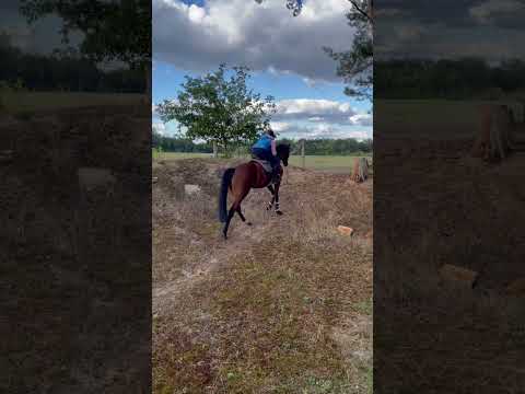 Pferdehofliebe - Sturz?😱#pferdehofliebe #equestrian #pferde #fail #shorts #fy #youtubeshorts