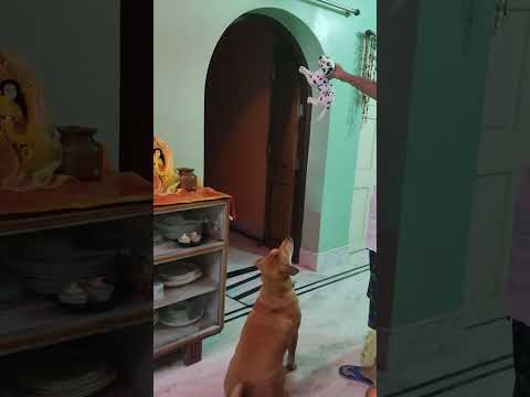 Pradipta's house #pets# Happy #pariantivirus #parialok