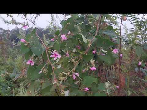 29/10/2022 tshuaj zoo mob zwm plawv zwm siab yog yam zoo heev