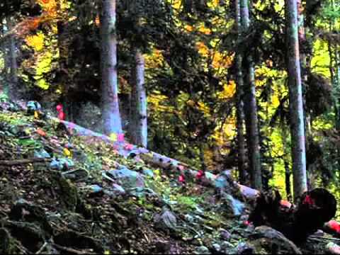 Felled trees Rockfall tests