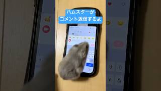 ハムスターからコメント返信が来るかも!? #ハムスター #ハムスターのいる生活 #shorts