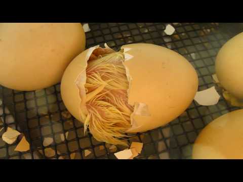 Newly hatched chicken