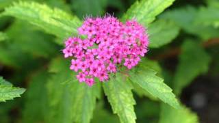 ~~*~~ &quot; Change &quot;(HD) : Laura Fygi ~~*~~