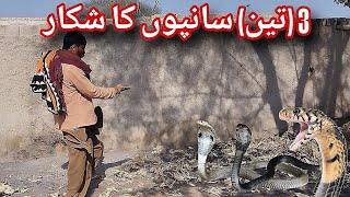 A Dangerous Encounter: Two Boys Call a Snake Catcher for Help