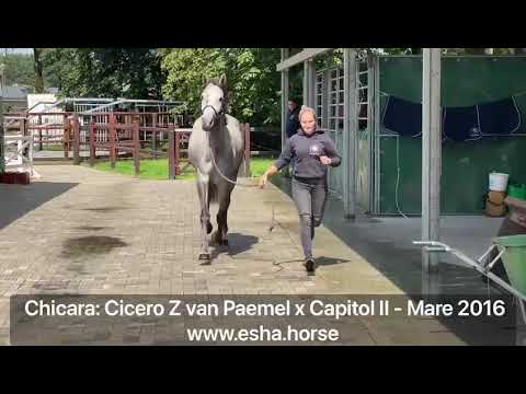 Chicara Z: CICERO Z VAN PAEMEL x CAPITOL II