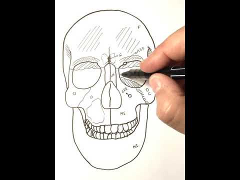 Anatomía de la norma frontal del cráneo