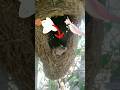 ตัวอะไรอยุ่ในร้งนกแอบมอง Aeaabzaab ความบ�