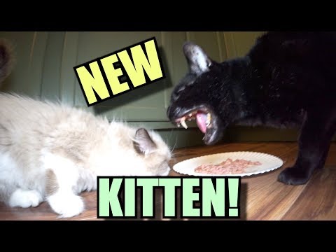 Talking Kitty Cat 65 - Meet The New Kitten!