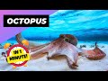 Octopus - In 1 Minute! 🐙 One Of The Most Intelligent Animals In The World | 1 Minute Animals