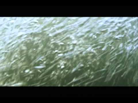 Innocence 2004 Parte 1 ▶9:58